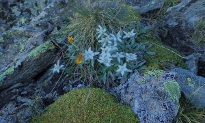 Hochgrabe über Wildegg - Edelweiß auf dem Weg