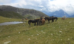 Kombination Pfannhorn - Almvieh bei Ternegg