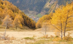 Bergtour Bretterwandspitze - Abstieg, Edelweißwiese