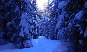 Skitour Thurntaler - Aufstieg Wald