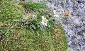 Klettertour Sauspitze - Edelweiß in der Kletterroute