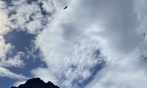 Bergtour Hohes Arnhorn - Gipfelsieg, unzählige Gänsegeier