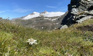 Hochtour Großer Hexenkopf - einige Edelweiß auf der Strecke